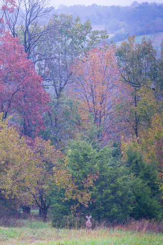civilwar kentuckystatepark perryvillebattlefieldstatehistoricsite autumn battlefield buck deer drizzle landscape leaves mist rain whitetaileddeer wildlife