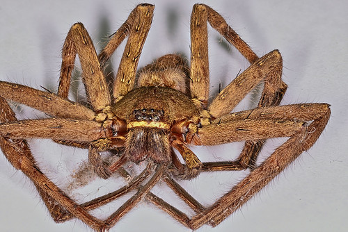aignes07 aignes nikon tokina100mm kenko32mm heliconfocus spider macro franciscosengia