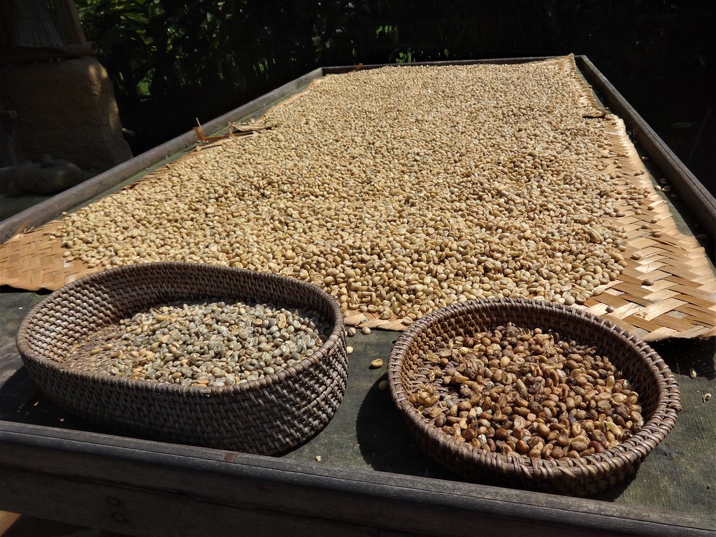 Proces produkcji kawy kopi luwak