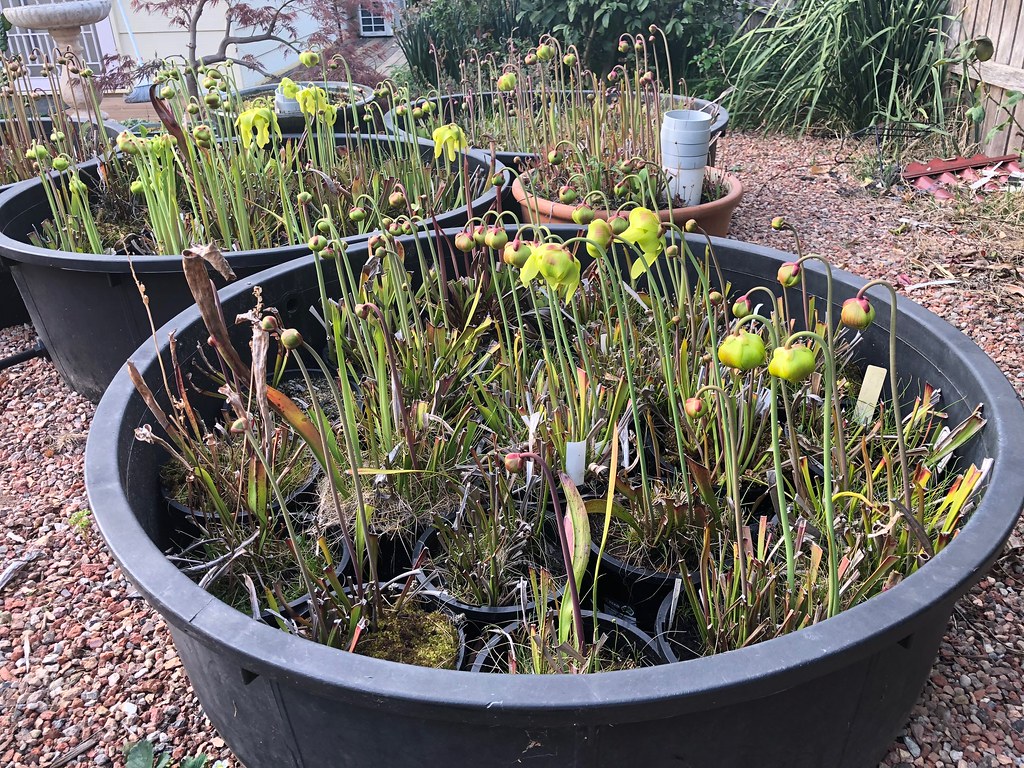 Sarracenia flava flowers emerging and opening 2018-2019 season