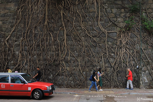 Stone wall trees in Kennedy Town
