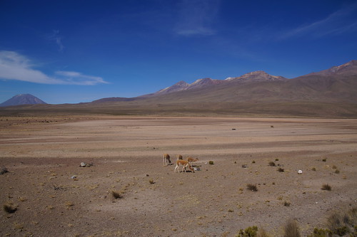 13-054 vicuña