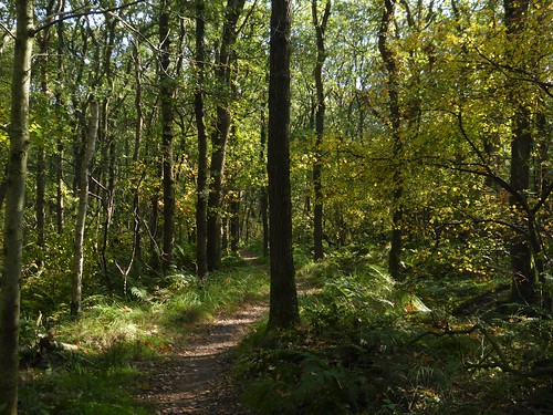 gaasterland starnumanbos woods landscape trail