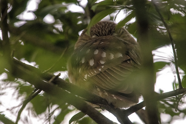 Central Park: Northern Saw-whet Owl