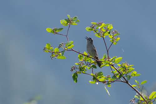 graycatbird catbird lillooet squamishlillooetregionaldistrict britishcolumbia canada setoncanal dumetellacarolinensis