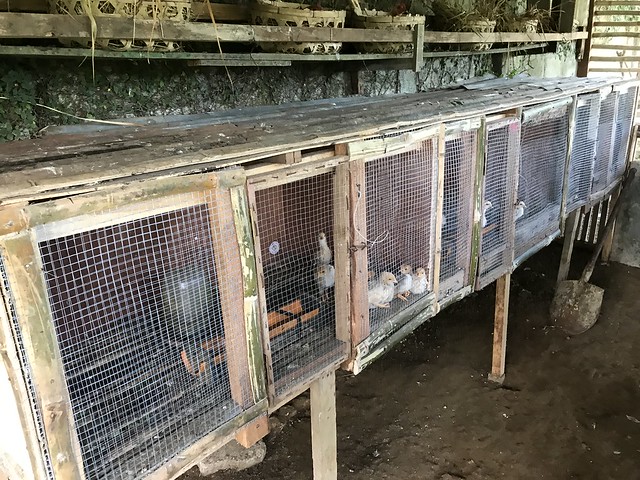 chicken coop,  cages