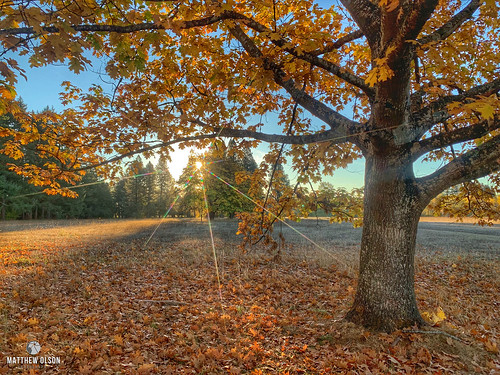 sunrise autumn oaktree oak leaves fall champoeg oregon orange morning trees branches iphone iphonexsmax hdr