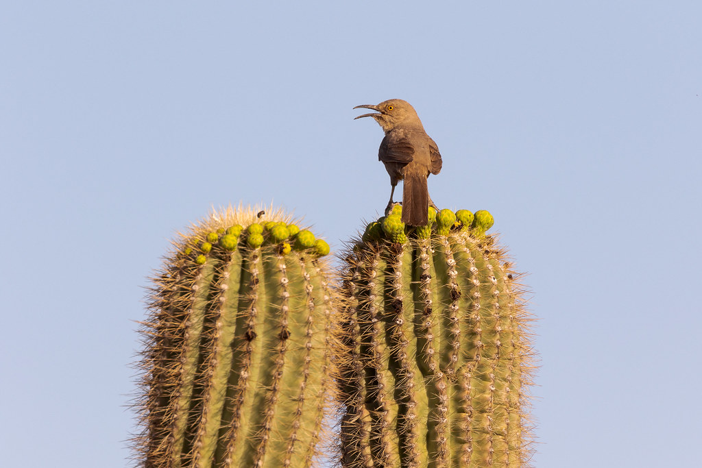 A curve-billed thrasher sings atop a saguaro early on a spring morning along Brown's Ranch Road in McDowell Sonoran Preserve