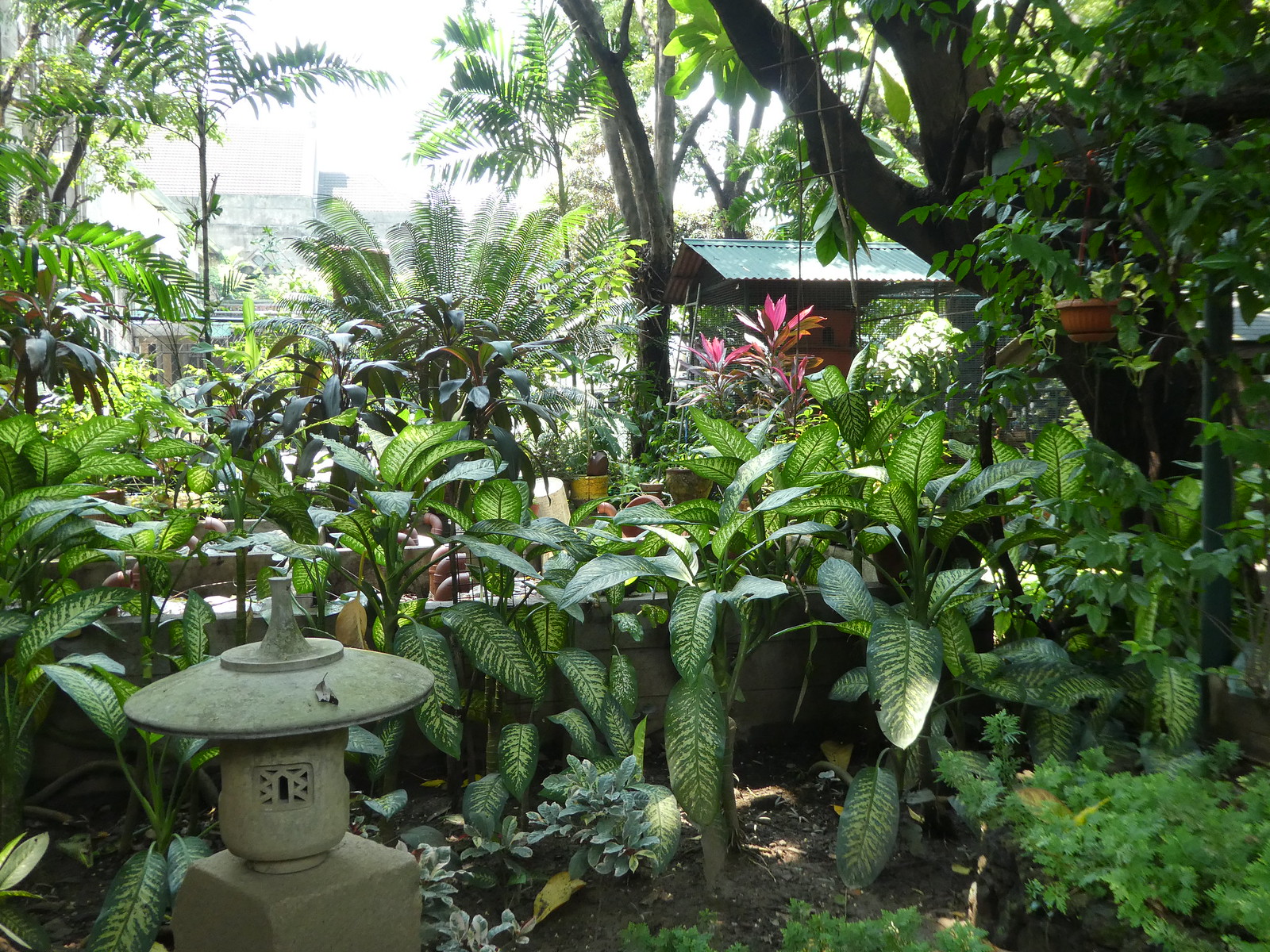 University of Santo Tomas Manila Botanical Garden 