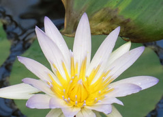 Water lily in Aquatic Plants Room Conservatory of Flowers in San Francisco's Golden Gate Park 181006-144853 mcd50 C5