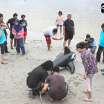 Dugong Stranding Handling Class