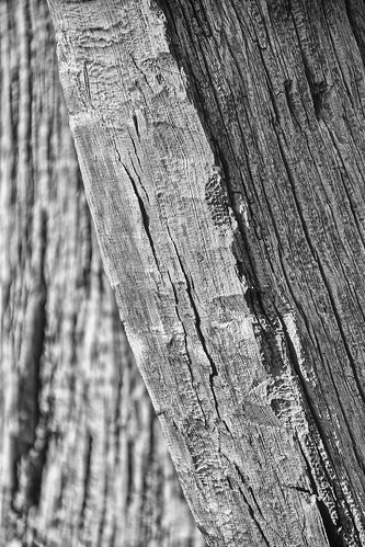 eechillington nikond7500 viewnxi corelpaintshoppro brightonlakestrail lakemartha bigcottonwoodcanyon utah hiking texture deadwood stump bark
