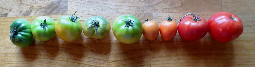 Stages of Ripening Tomatoes
