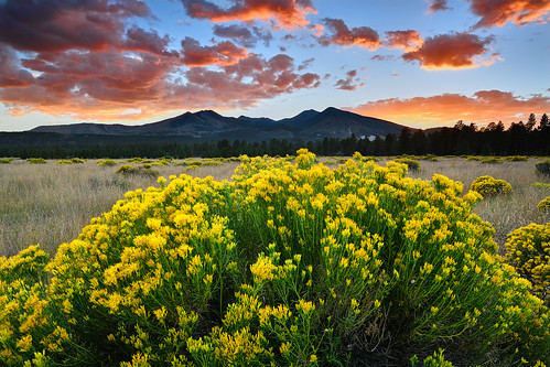 sanfrånciscopeaks sunsetcrater bonitopark mthumphries arizona mountains wildflowers sunset sky clouds landscape field color light nikon southwest