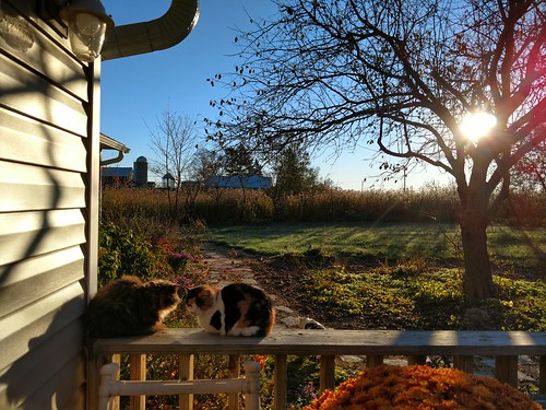 cats farm midwest sunrise morning bright autumn