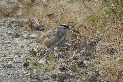 #94, Lifer #177 White-crowned Sparrow