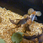 Photo of Goldfish Treasures