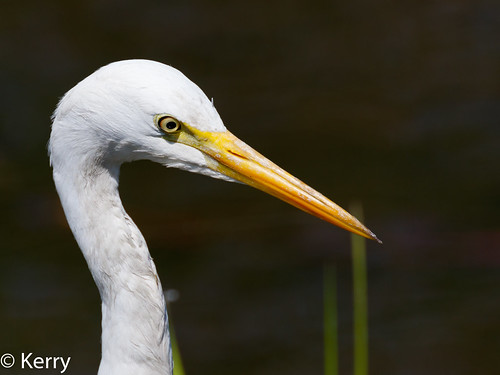 2018 kakadunp nt egretintermediate australia egret yellowwater headshot birds egrettaintermediaplumifera