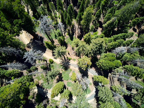 yosemite sequoia