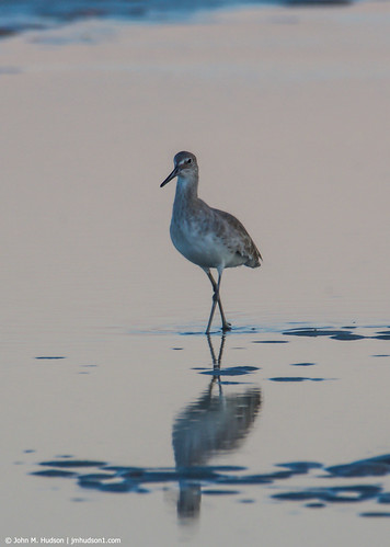 grouped florida animal animals animalportraits bird birds outdoor outdoors nature wildlife sky air nikond500 tamron150600mm autumn water atlanticocean favorited