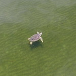Turtle in Seagrass Habitat