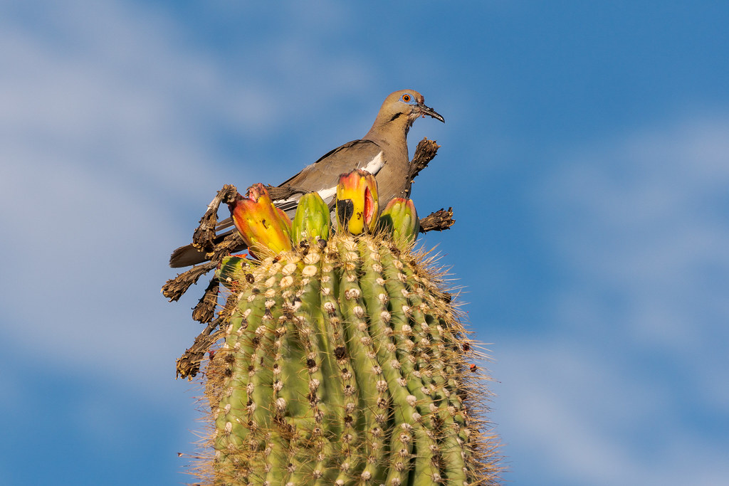 A white-winged dove sits amidst fruit bursting at the seams atop a saguaro along the Latigo Trail in McDowell Sonoran Preserve