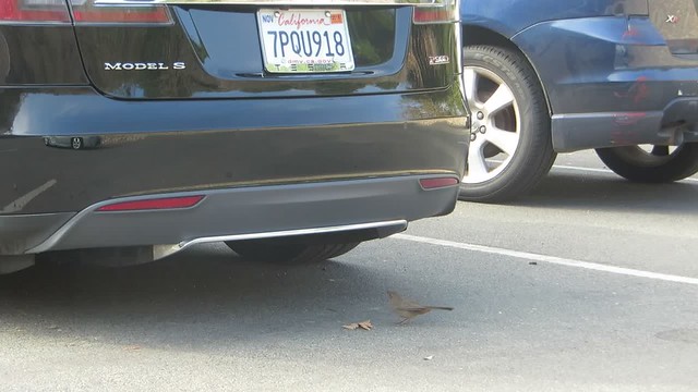 bird vs bumper