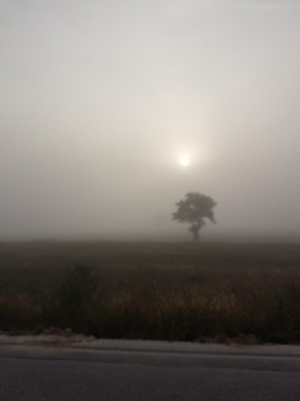 Sonne vs Nebel