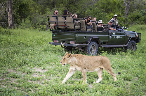 lion lioness lionesswalking pantheraleo sabisands sabisabi krugernationalpark kruger krugerpark mpumalanga southafrica