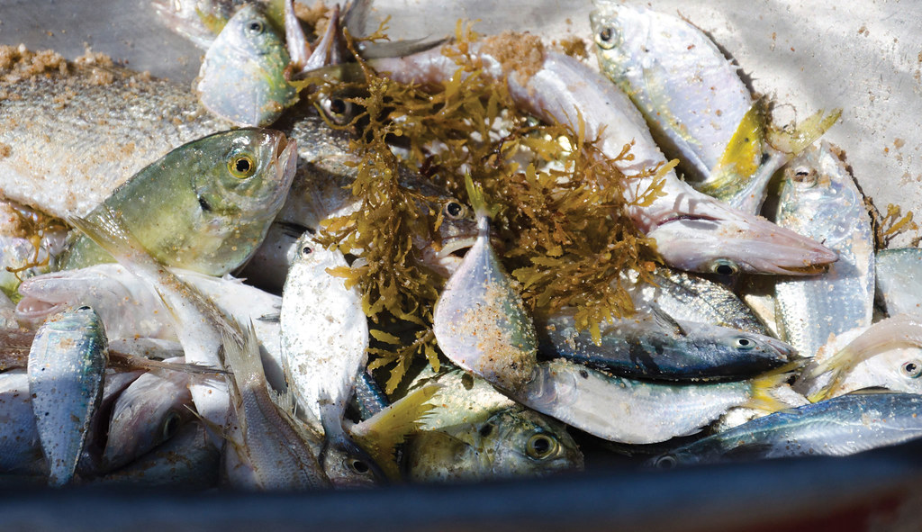 加納的魚類資源和小規模漁民受到工業拖網捕魚的威脅（圖片來源：EJF）