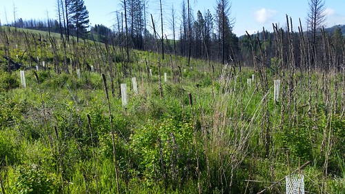 forestservice forestry wildfires idaho restoration