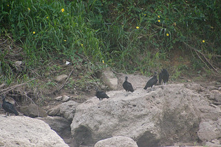 6-077 Zwarte gieren
