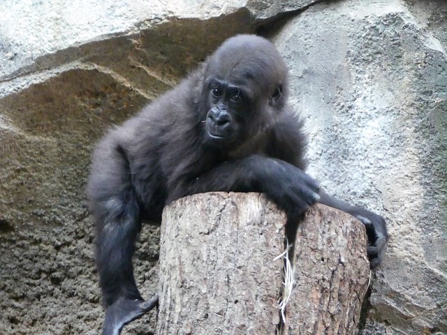 Gorilla Wela, Zoo Frankurt