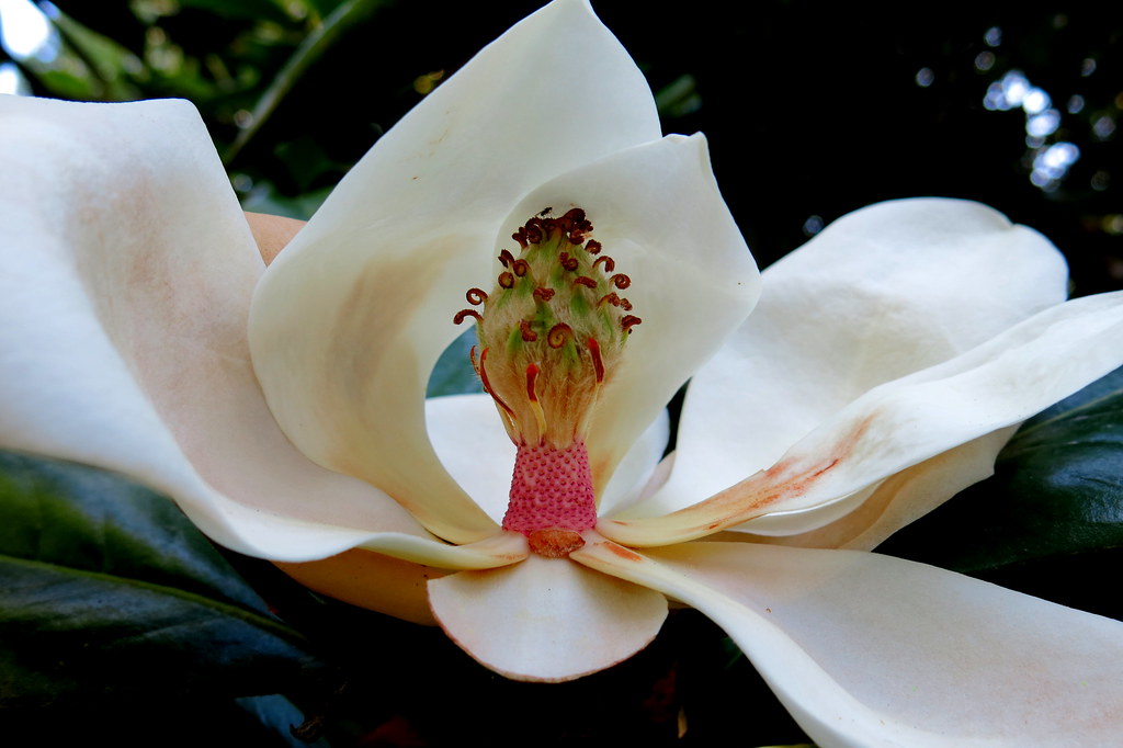 flor de Pachylarnax o Magnolia, tb. Flor del Emperador