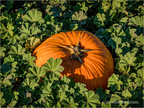 pumpkin leaves fall