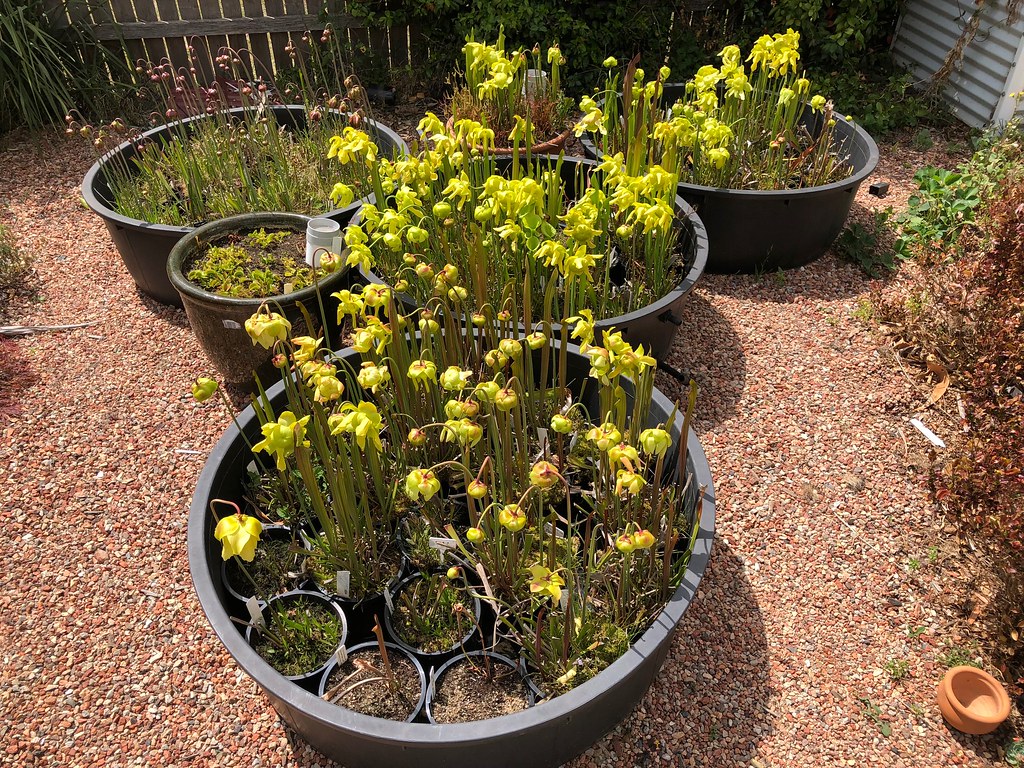 Sarracenia collection in flower, 2018-2019 season