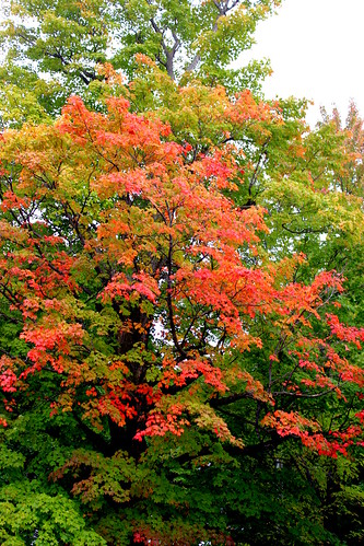 quebec qc canada fall autumn automne foliage leaves montérégie monteregie tree nautre licensed dreamstime shutter shutterstock