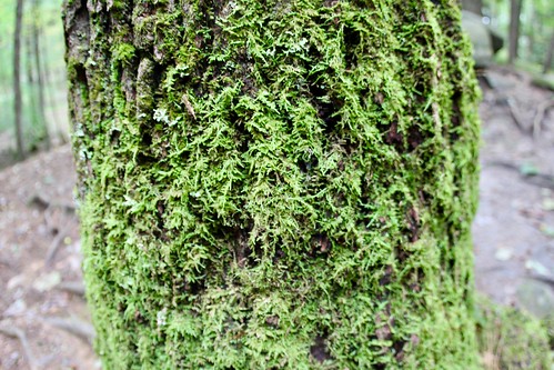 cookforest green moss bark tree flora oldgrowth