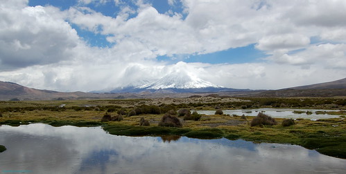 naturaleza bofedal lauca volcán parinacota arica
