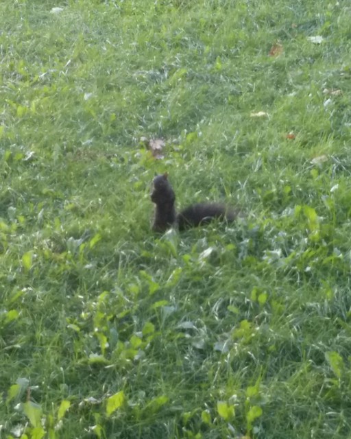 Squirrel! #toronto #universityoftoronto #philosopherswalk #squirrel #path #latergram