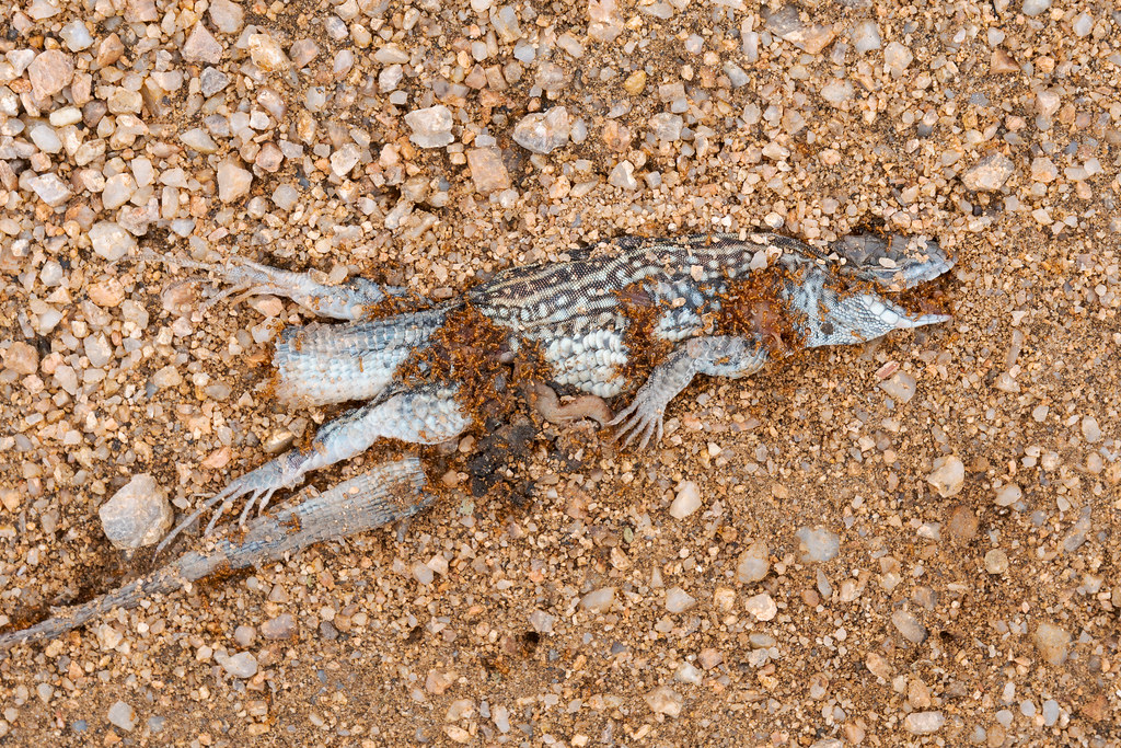 A dead lizard, its separated tail beside it, is swarmed with ants along the Watershed Trail in McDowell Sonoran Preserve