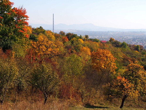 ősz autumn rét meadow színes colorful fa tree város city nagybánya baiamare olympusem5