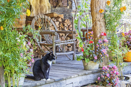 twinfallsresortstatepark pioneerfarm october cat porch wood chair flowers fall autumn westvirginia pumpkin