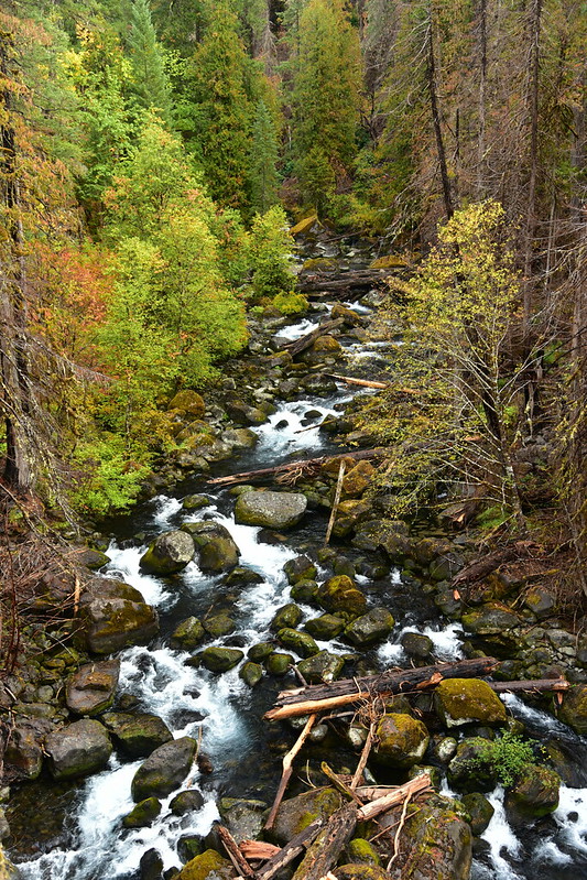 McKenzie River Trail