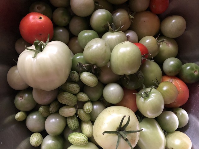 The last of the tomatoes and cucamelons