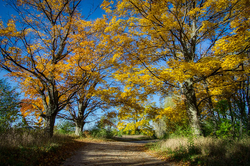 eastofleland leelanau samyang12mm autumn landscape leaves road trees suttonsbay michigan unitedstates us