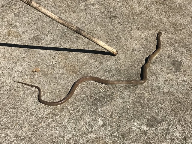 snake two meters long