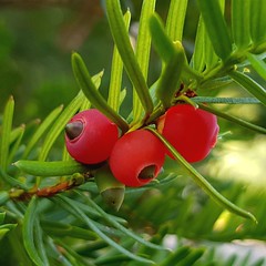 Yew berries