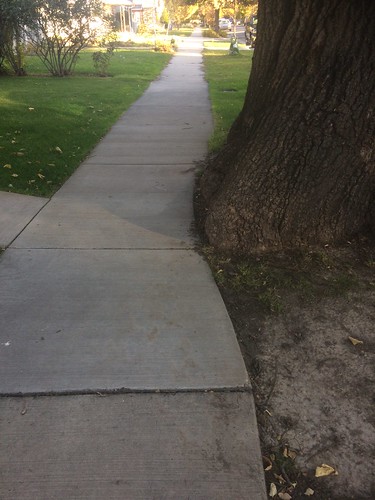 Sidewalk and tree