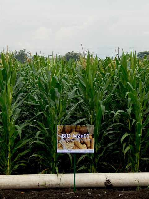 Curso internacional sobre producción de semilla de maíz en Colombia